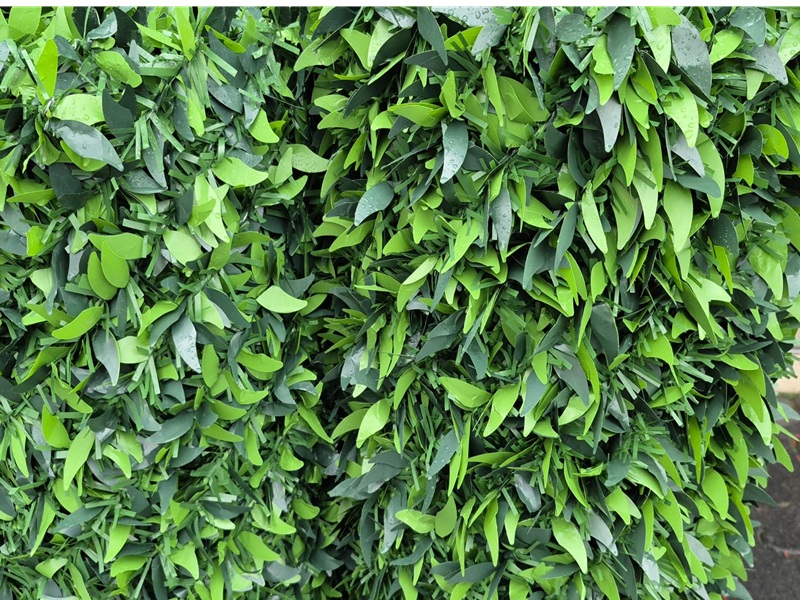 Yaprak çit detay görünümü - yoğun yaprak dokulu dekoratif çit